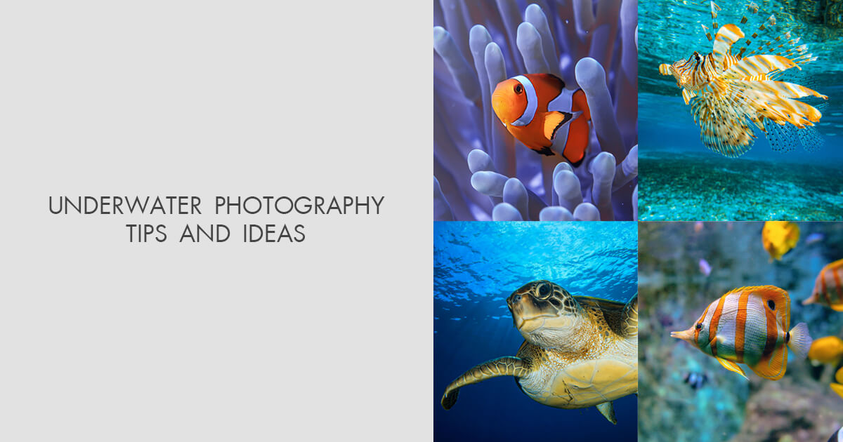 Capture Great Photos in Blue Water - Underwater Photography Guide