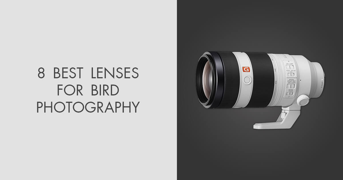 sony lens for bird photography