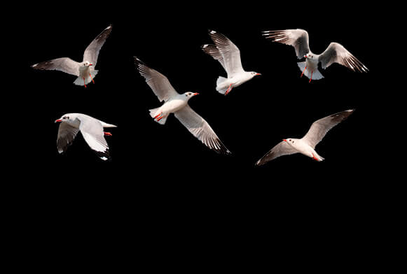 bird overlay