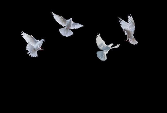birds overlay