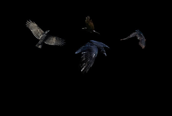 birds photoshop overlay