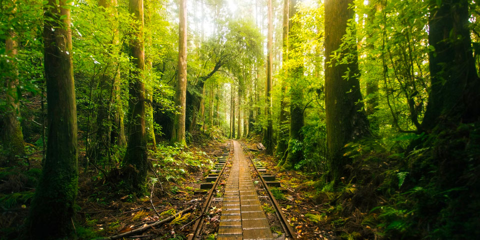 canon eos m50 mark ii affordable canon cameras