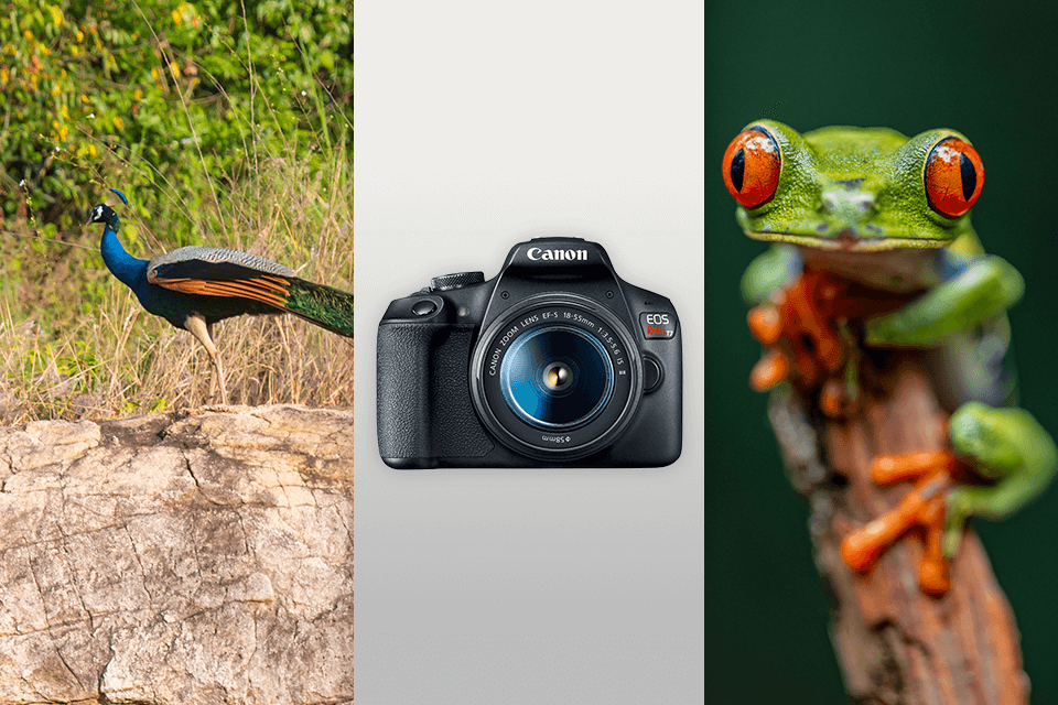 canon eos rebel t7 bridge camera