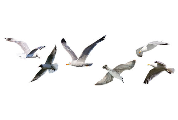 Color Png Digital Overlay For Photo Editing Seagull Png Image On