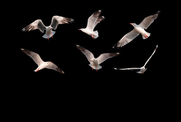 free bird overlays