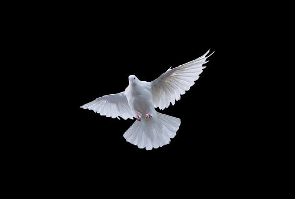 free photoshop bird overlay