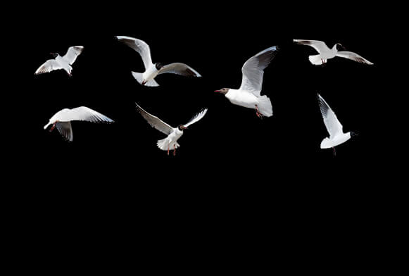 overlay bird