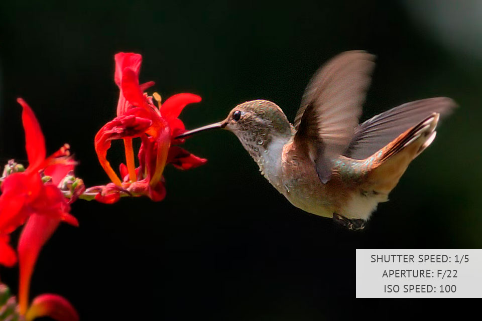 What Is Shutter Speed In Photography Guide For Beginners