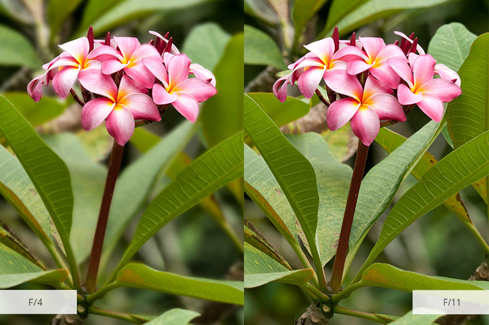 26 Flower Photography Tips Creative Flower Bouquet & Macro