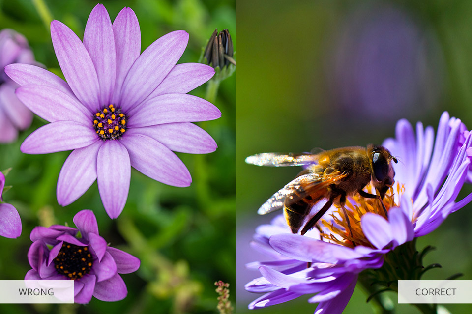 26 Flower Photography Tips: Creative Flower Bouquet & Macro