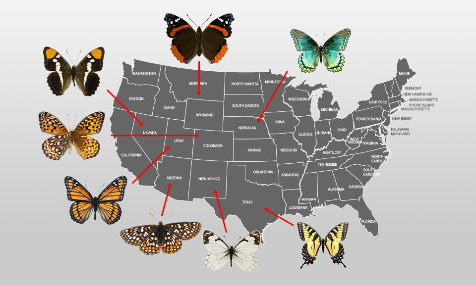 25 Butterfly Photography Tips for Colorful Butterfly Pictures