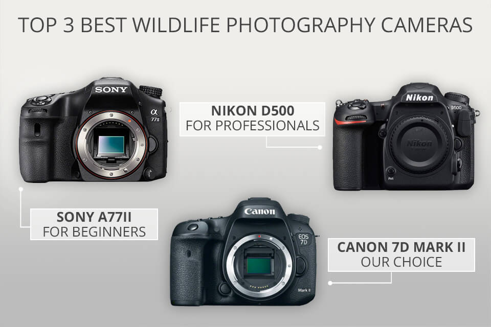 19 Wildlife Photography Tips & Techniques