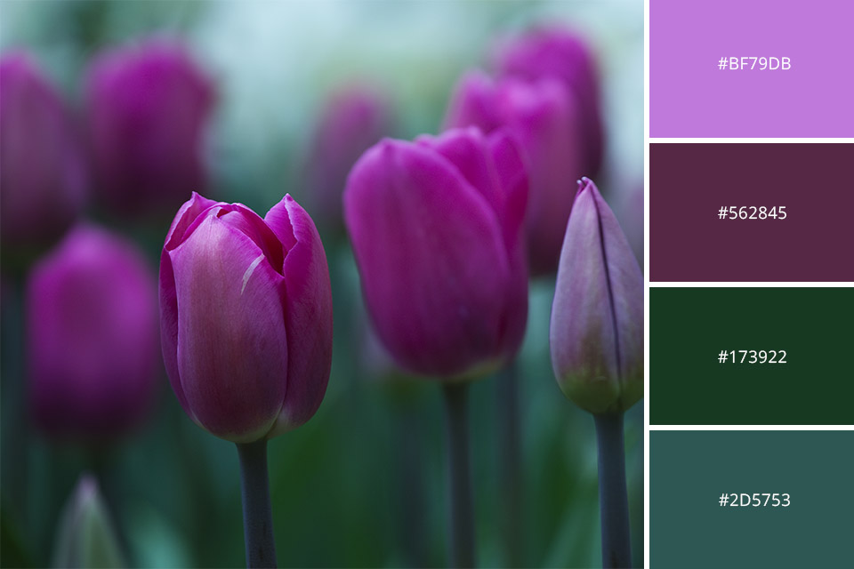 Complementary Colors in Photography: 21 Tips