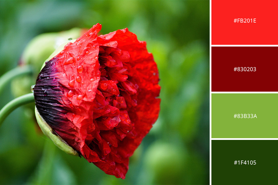 complementary-colors-in-photography-21-tips