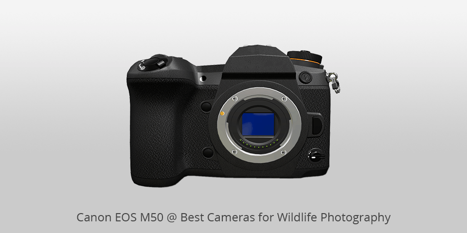 8 Best Cameras for Wildlife Photography in 2023