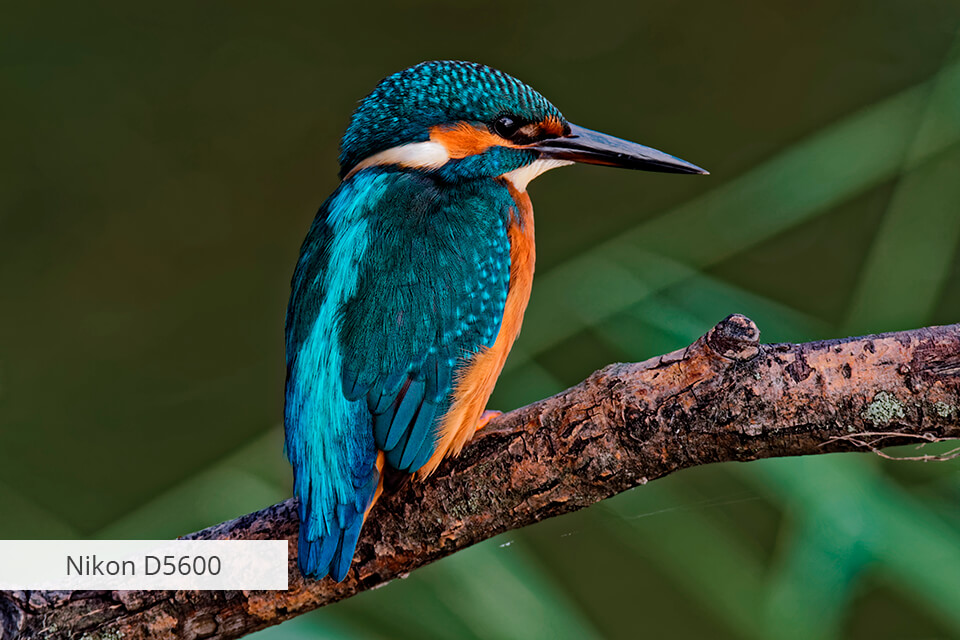nikon d5600 for wildlife photography