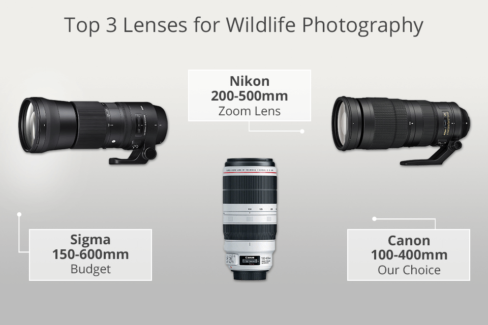 9 Best Lenses for Wildlife Photography in