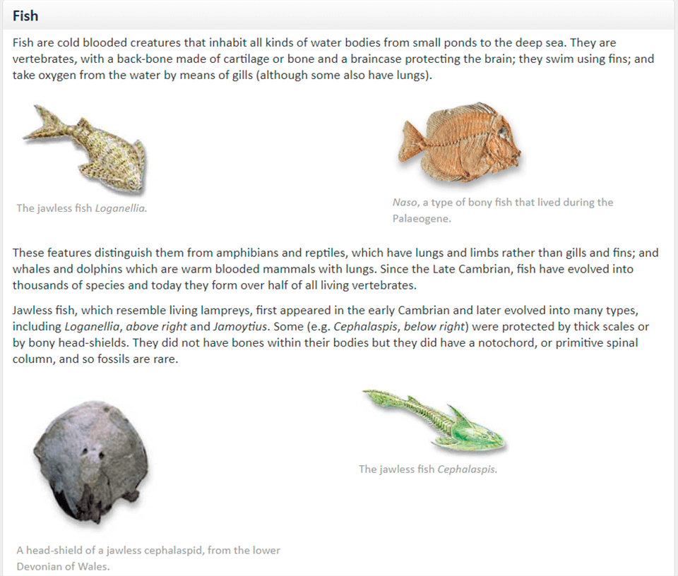 gb3d type fossils free 3d models website