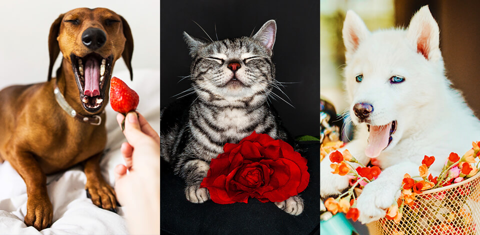 Pet Photography Ideas
