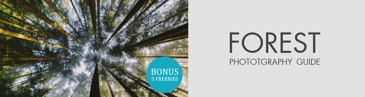 50 Forest Photography Tips for Better Forests Photos (+FREEBIES)