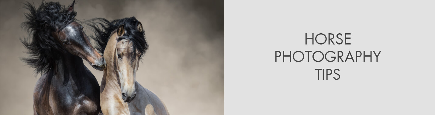 Horse Photography Tips