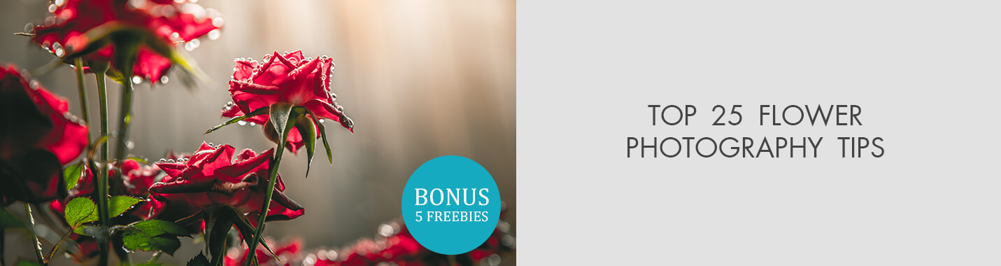 Flower Photography Tips