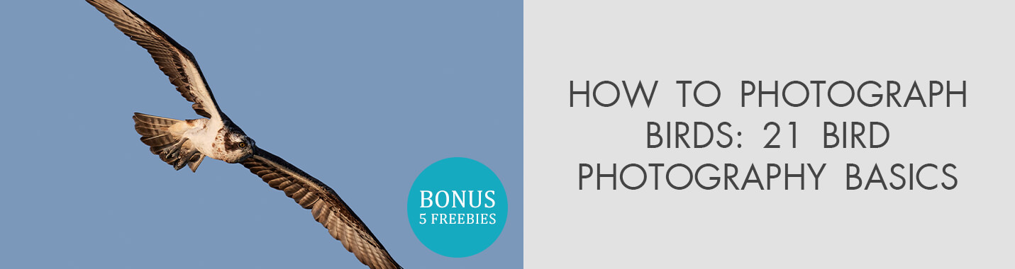 Bird Photography Tips for Beginners