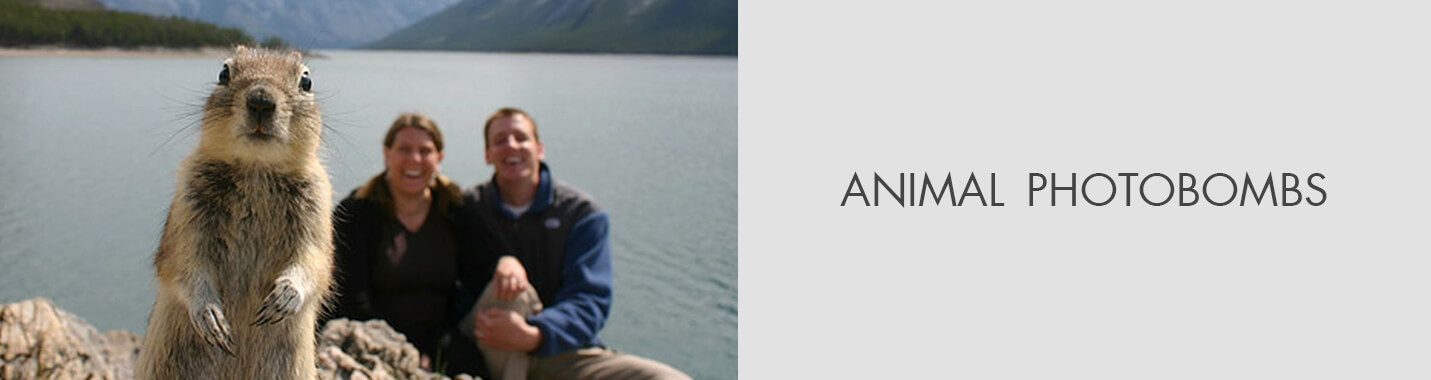 Funny Animal Photobombs Ever Captured