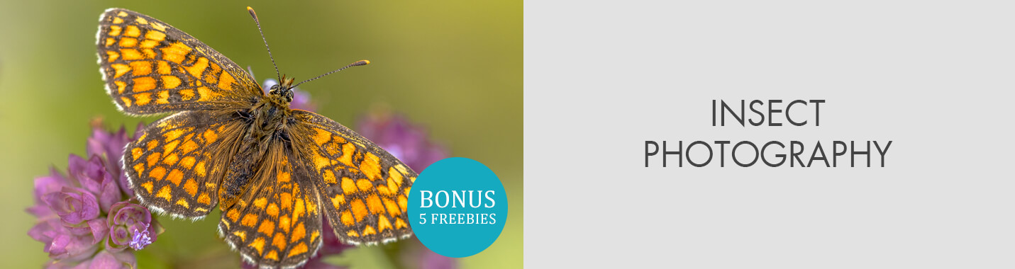 Insect Photography Tips for Photographers