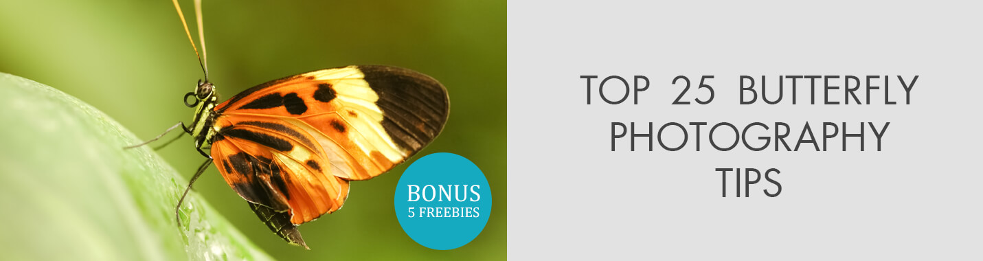 Butterfly Photography Tips for Colorful Butterfly Pictures