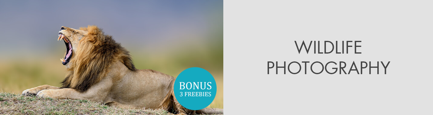 Wildlife Photography Tips & Techniques