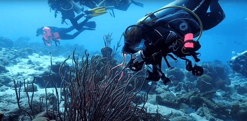 FAQ Underwater Videography