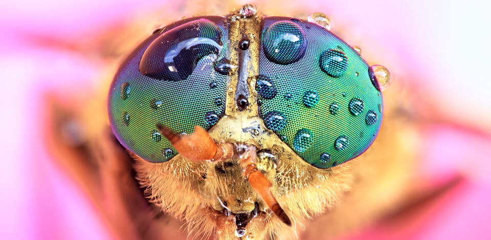 FAQs About Micro Photography