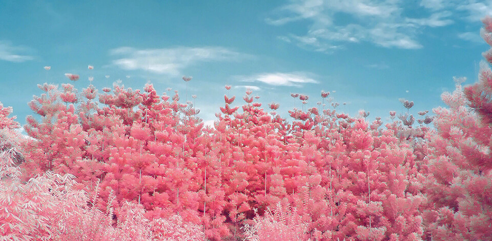 Infrared Photography Guide: 14 Tips & Ideas