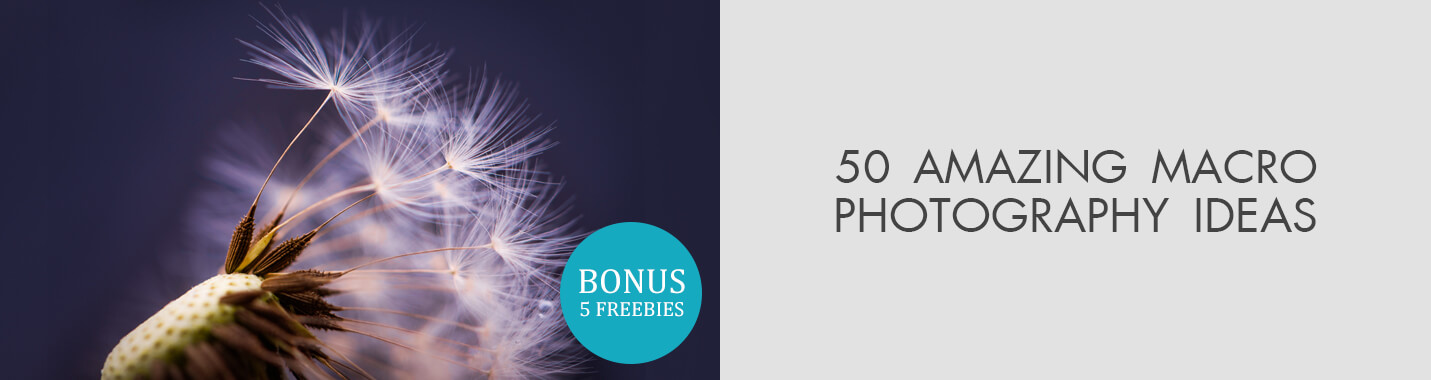 Macro Photography Ideas