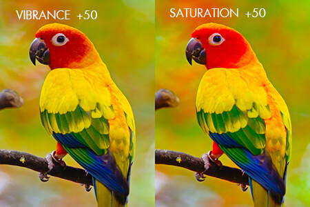 What is the Difference Between Vibrance and Saturation in Lightroom