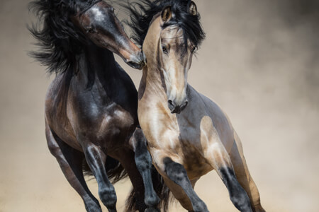 Horse Photography Tips