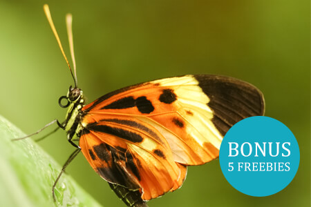 Butterfly Photography Tips for Colorful Butterfly Pictures