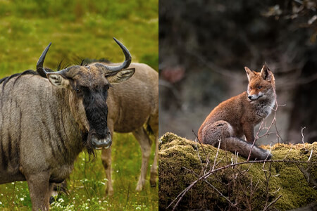 15 Best Wildlife Photographers to Immerse in Nature