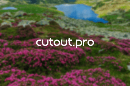 Cutout.Pro Review {{%year}}: Pros & Cons