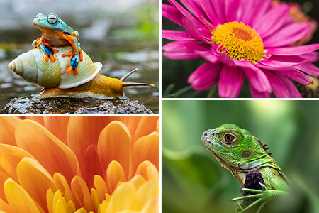 Macro Photography Tips: Ultimate Guide {{%year}}