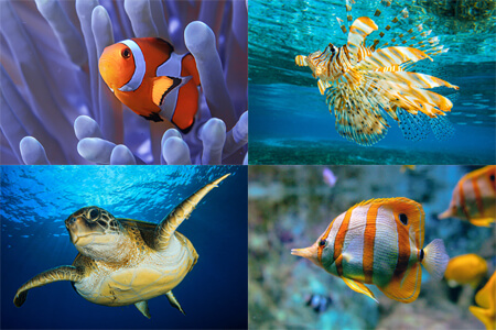 Underwater Photography: Ultimate Guide {{%year}}