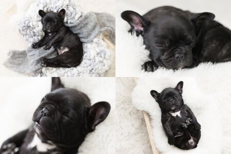 17 Creative & Cute Puppy Photo Shoot Ideas