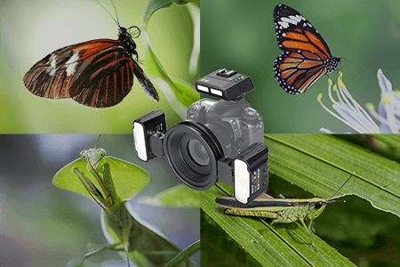 5 Best Flashes for Macro Photography to Get Sharp Close-Ups