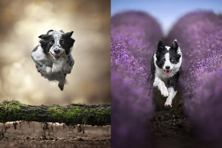 Reseña de Fotografía de Claudio Piccoli: Biografía y Portafolio