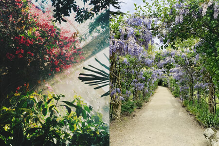 15 Garden Photography Ideas and Tips