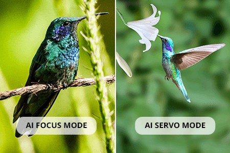 AI Focus vs AI Servo: Understanding New AI Modes