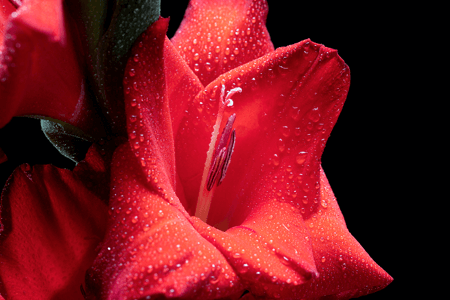 Close Up Photography: Description & Practical Guide