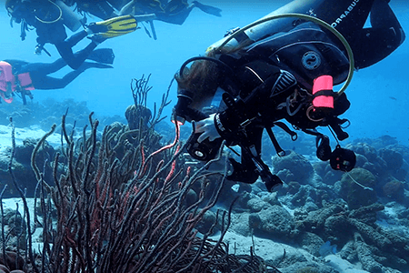 Underwater Videography: Getting Started Tips