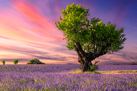 Trees Photography Aesthetics: 9 Tips For Every Season